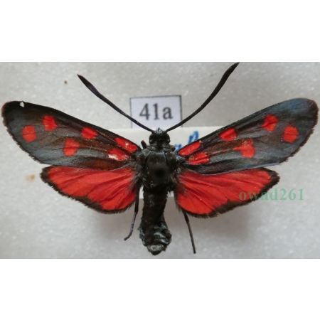 Zygaena transalpina (Esper, 1780) Kraśnik transalpejski Deutschland41a